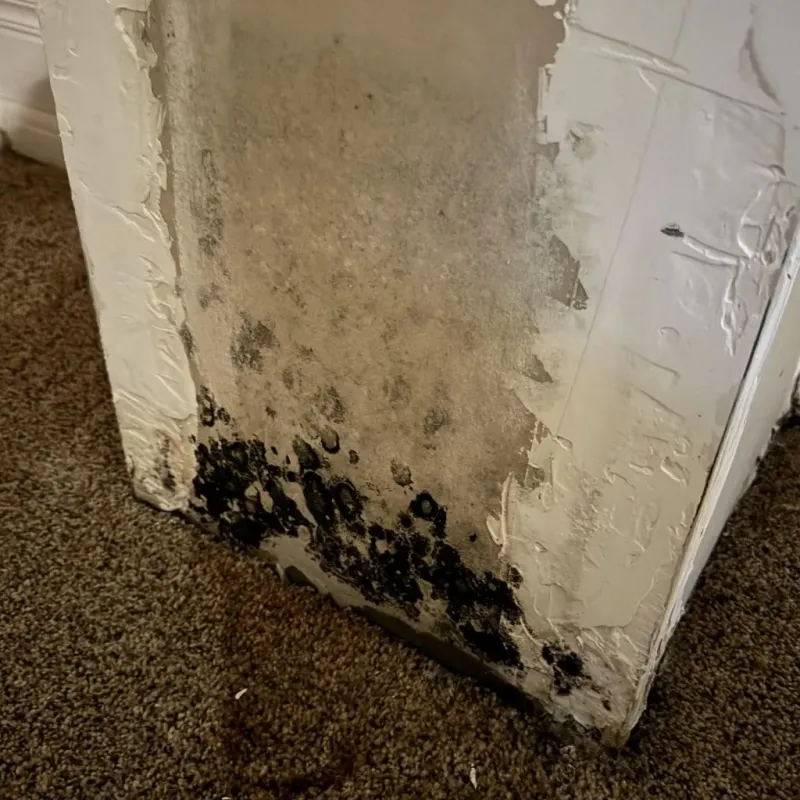 Professional Mold Removal in Erving, MA